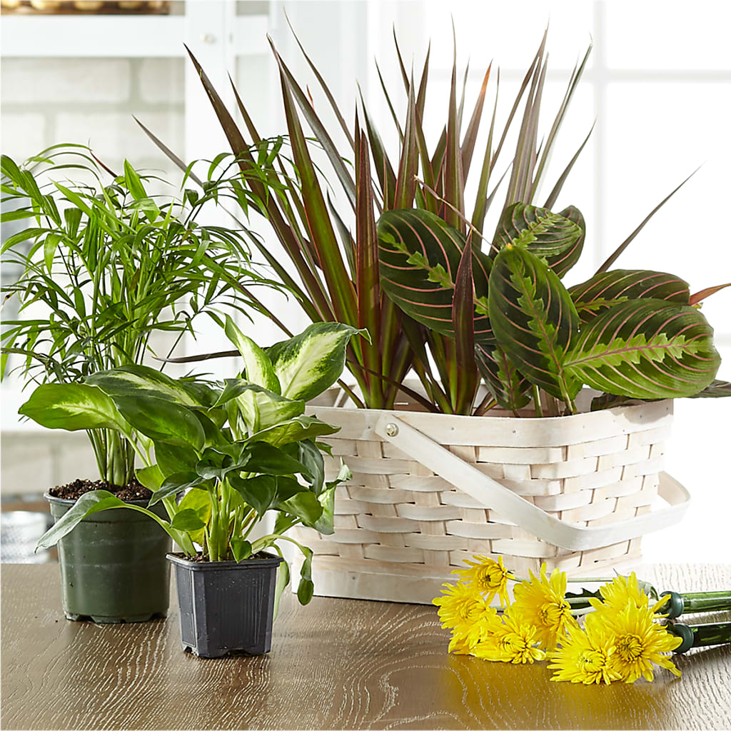 Florist Designed Blooming and Green Plants in a Basket – Realm Of Blooms, Carnegie PA