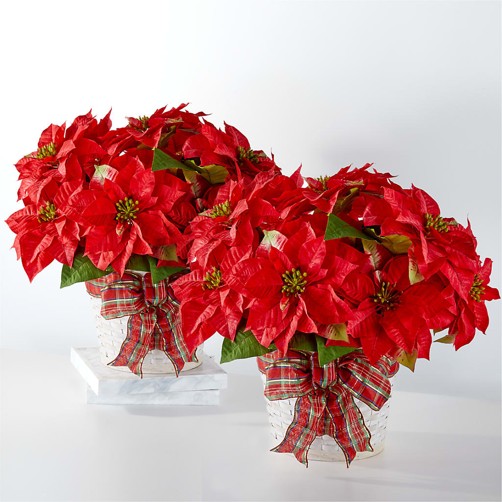 Happiest Holidays Poinsettia Bundle – Realm Of Blooms, Carnegie PA