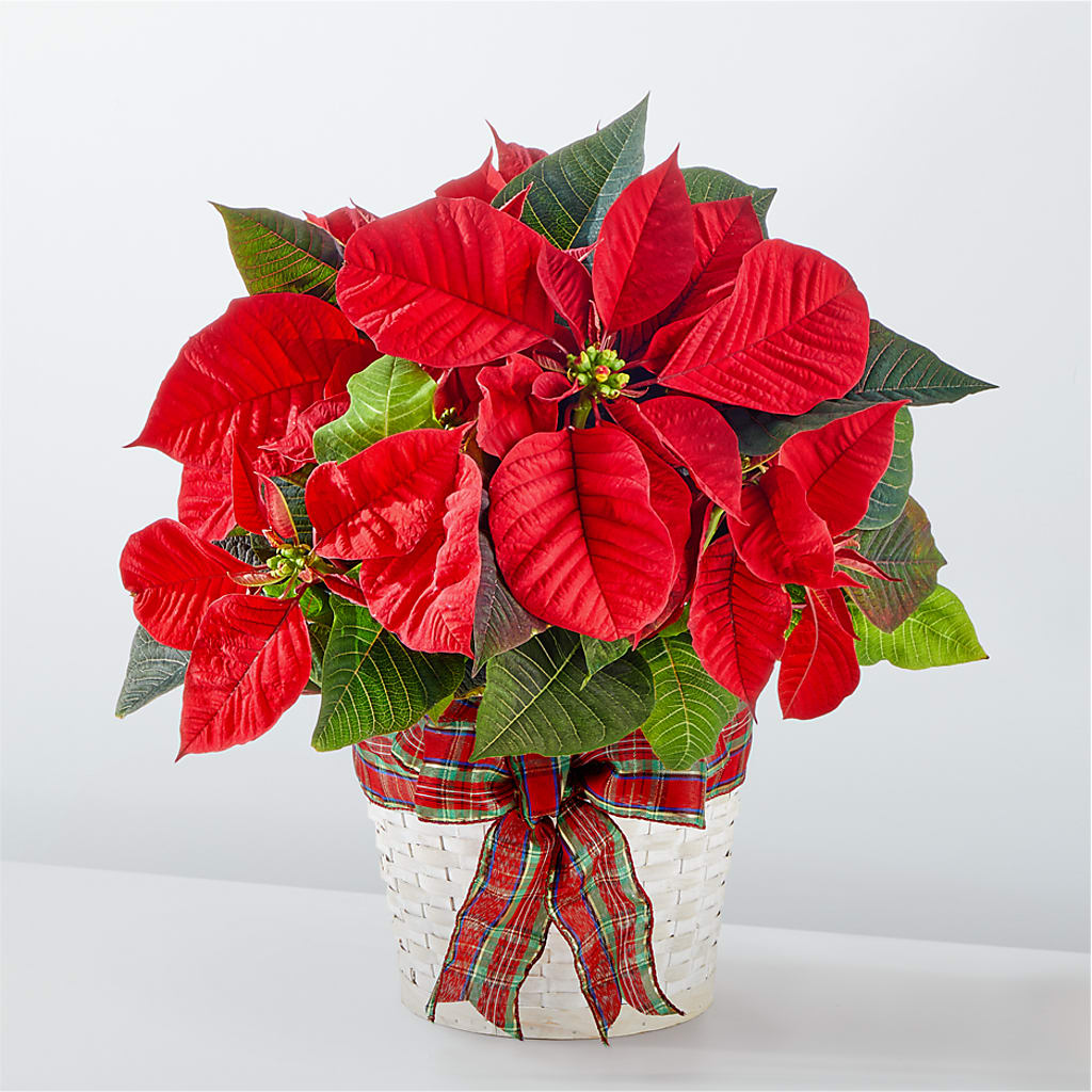 Happiest Holidays Poinsettia – Realm Of Blooms, Carnegie PA