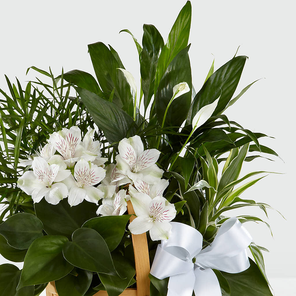 Peace & Serenity Dishgarden – Realm Of Blooms, Carnegie PA