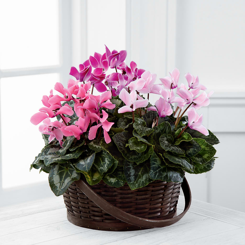 Mixed Cyclamen Planter – Realm Of Blooms, Carnegie PA