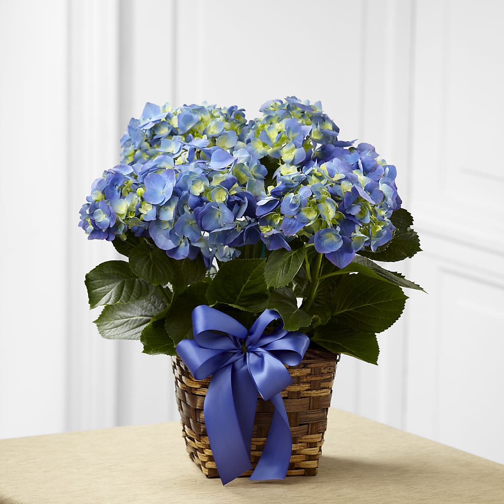 Blue Hydrangea Planter – Realm Of Blooms, Carnegie PA
