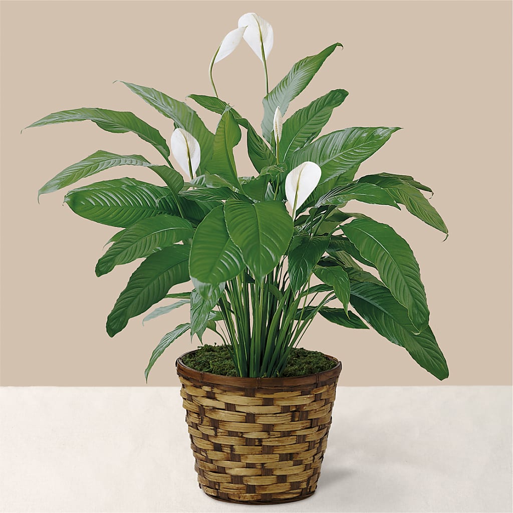 Tranquil Moments Peace Lily Plant – Realm Of Blooms, Carnegie PA