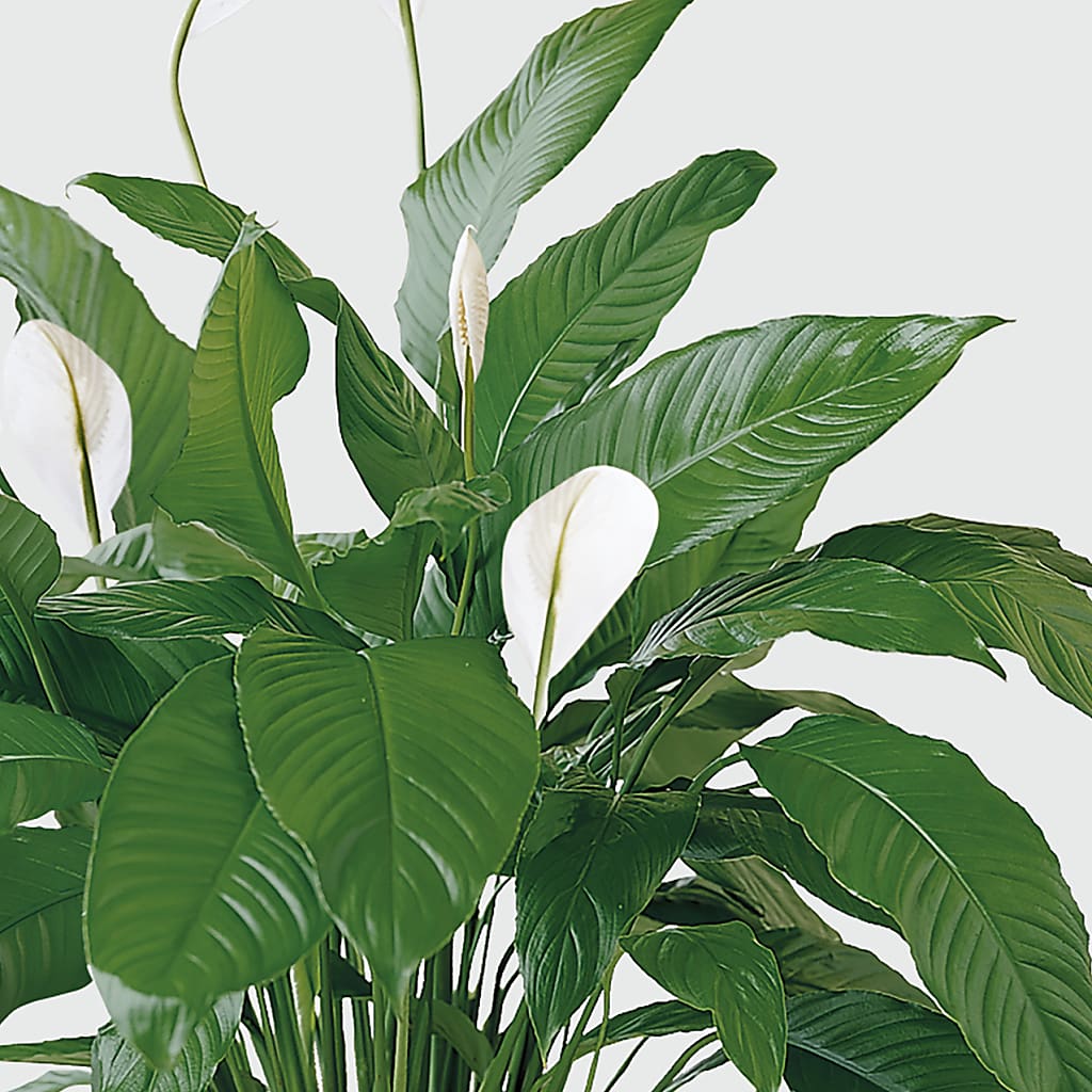 Tranquil Moments Peace Lily Plant – Realm Of Blooms, Carnegie PA