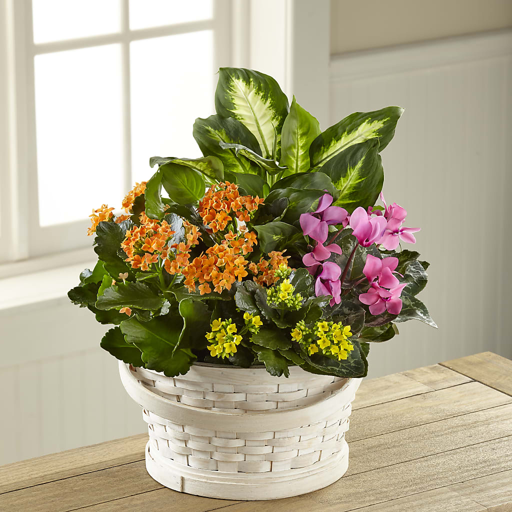 Color Crush Dishgarden – Realm Of Blooms, Carnegie PA