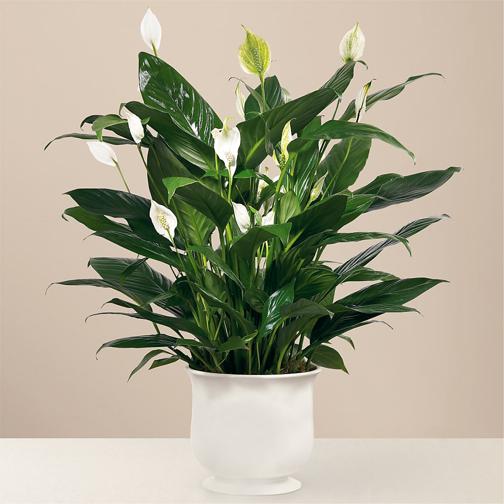 Comfort Planter – Realm Of Blooms, Carnegie PA