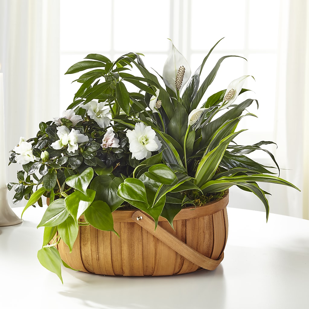 Serene Dishgarden – Realm Of Blooms, Carnegie PA