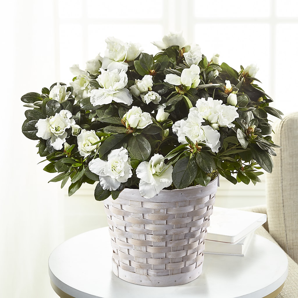 White Azalea Plant – Realm Of Blooms, Carnegie PA