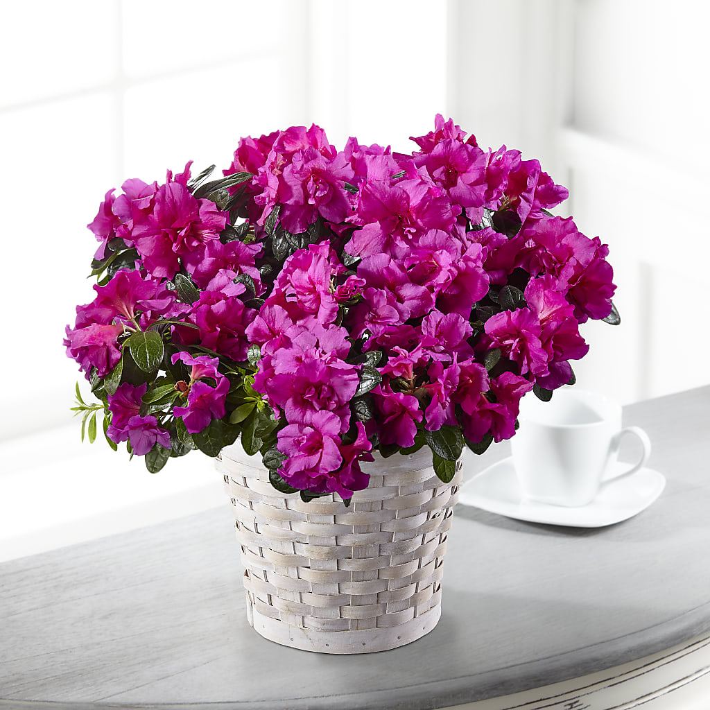 Hope & Serenity Azalea Plant – Realm Of Blooms, Carnegie PA