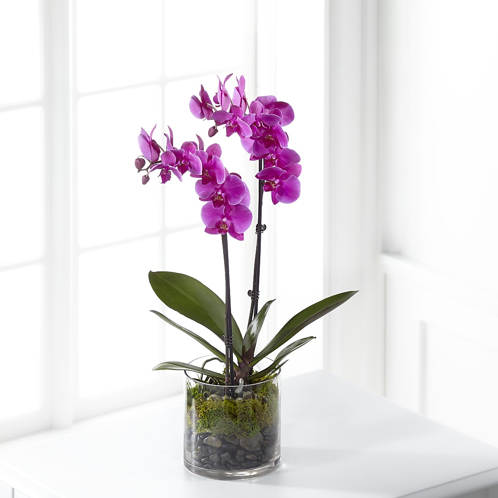 Pink Orchid Plant – Realm Of Blooms, Carnegie PA
