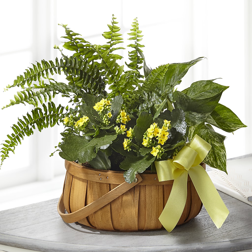 Always Dear Dishgarden – Realm Of Blooms, Carnegie PA