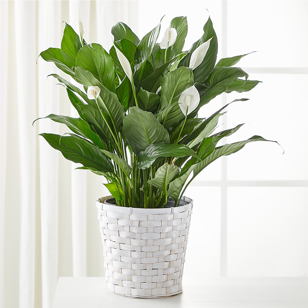 A New Leaf Peace Lily – Realm Of Blooms, Carnegie PA