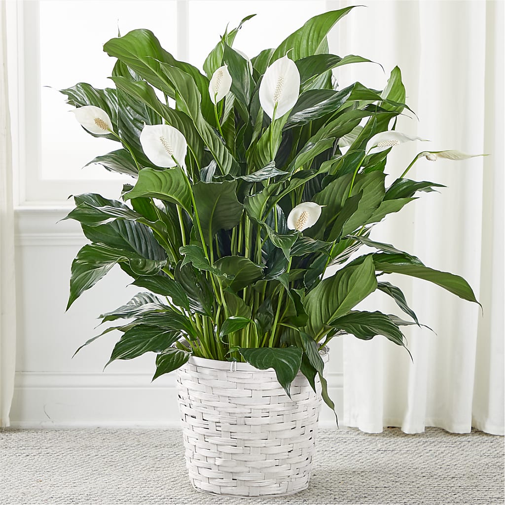 A New Leaf Peace Lily – Realm Of Blooms, Carnegie PA