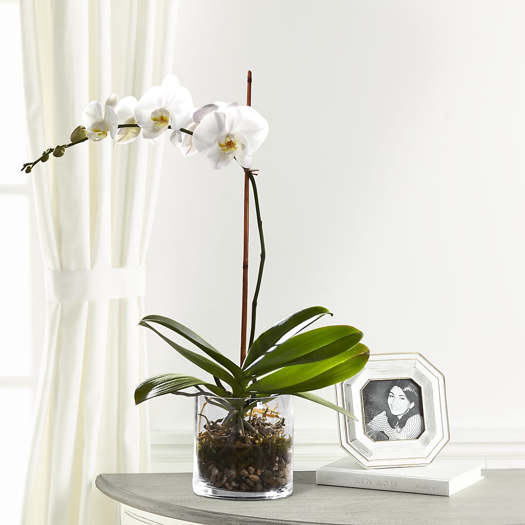 White Orchid Planter – Realm Of Blooms, Carnegie PA