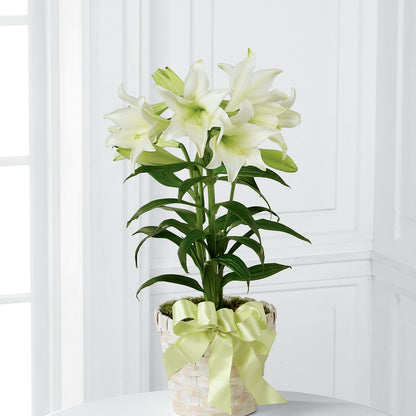 Easter Lily Plant –  Realm Of Blooms, Carnegie PA