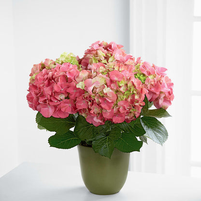 Pink Hydrangea Planter –  Realm Of Blooms, Carnegie PA