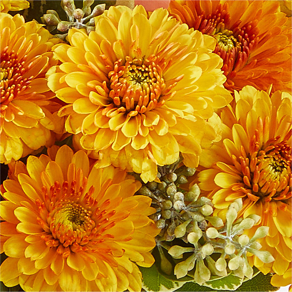 Peachy Pumpkin –  Realm Of Blooms, Carnegie PA